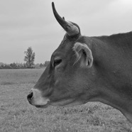 Juni 2011.058 crop