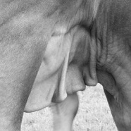 Juni-2011.082-crop.jpg