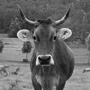 Juni 2011.028-2 V2.jpg